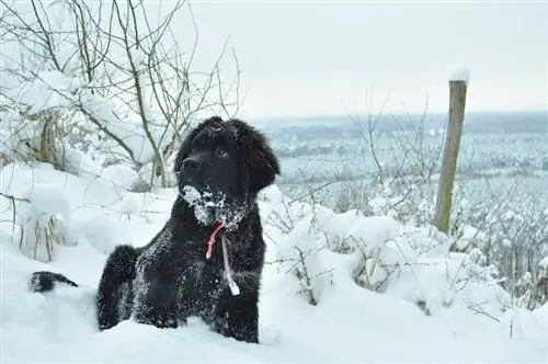 Newfoundland hvalp