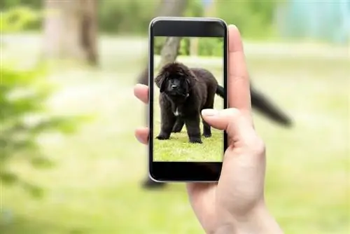 neem foto van Newfoundland-hond