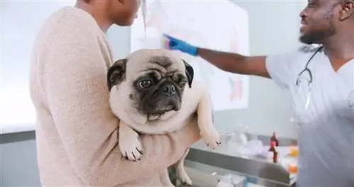 Is daar chirurgie vir honde met brachycephalic lugwegsindroom?