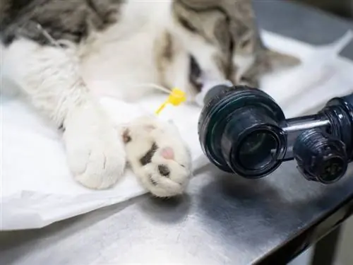 Como fazer RCP em gatos: guia passo a passo aprovado por veterinários