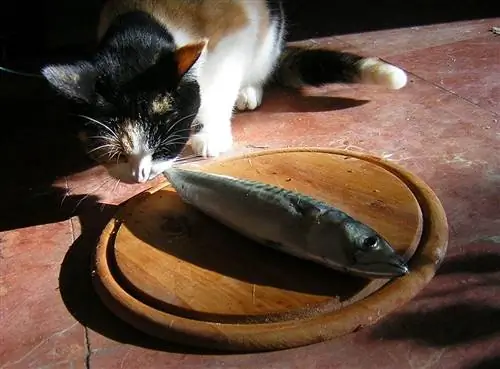 Maaari Bang Kumain ang Mga Pusa ng Hilaw na Isda? Anong kailangan mong malaman