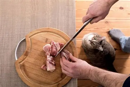 Gatto in attesa di mangiare un pezzo di carne dal tavolo della cucina