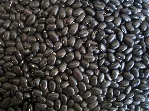 kacang hitam