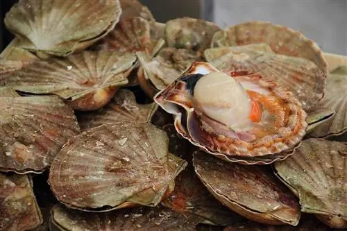 Maaari bang Kumain ang Mga Pusa ng Scallops? Anong kailangan mong malaman