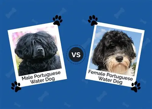 Lalaki vs Babae Portuguese Water Dog: Ang Mga Pagkakaiba (May Mga Larawan)