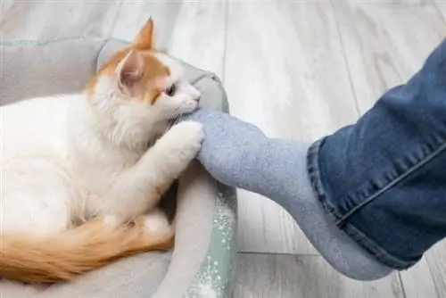 chat qui mord le pied de l'homme