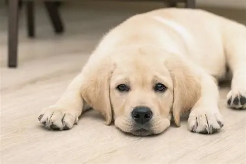 Labrador de tres meses_Olya Maximenko_shutterstock