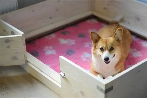 4 DIY Whelping Boxs que você pode construir hoje (com fotos)