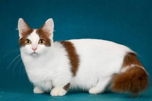 Munchkin Cat