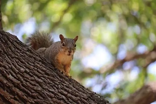 Eichhörnchen auf einem Baum