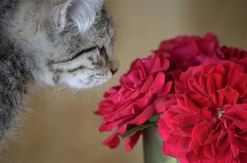 ¿Por qué los gatos se sienten atraídos por las rosas? 8 Razones Sorprendentes