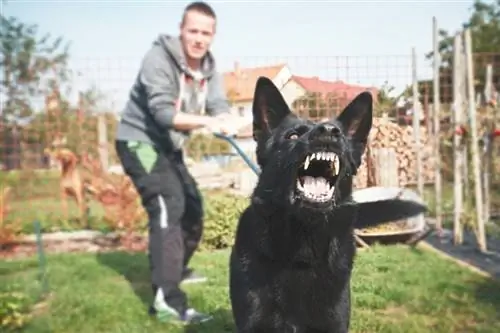 hombre tirando de la correa del perro hacia atrás