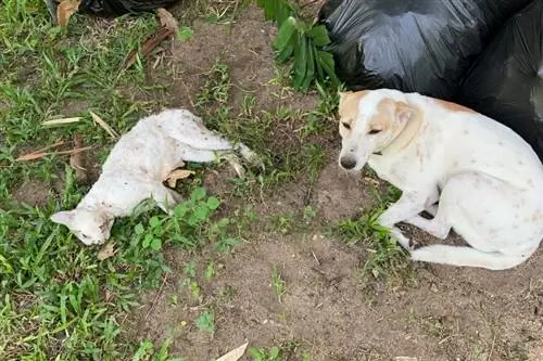 Köpeğim Bir Kediyi Öldürdü! Bundan Sonra Ne Yapılacağına Dair 7 İpucu