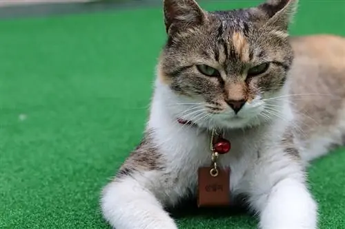 Etiqueta de nombre de collar de gato