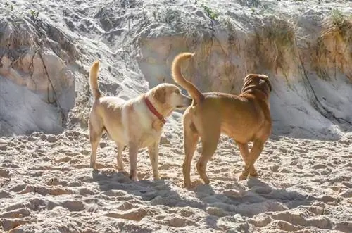 perro olfateando el trasero de otro perro