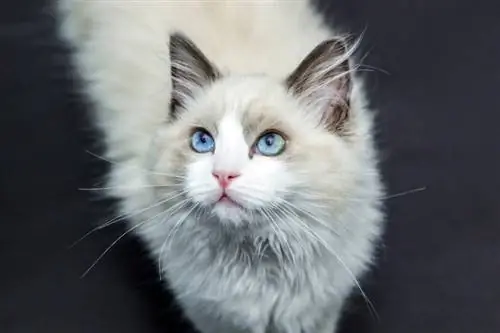 Ragdoll küçük kedi yerde duruyor