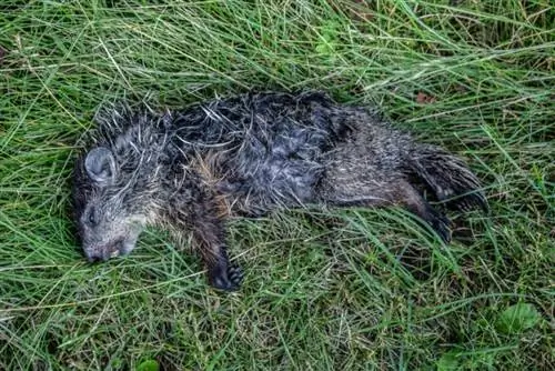 Marmotte morte dans l'herbe