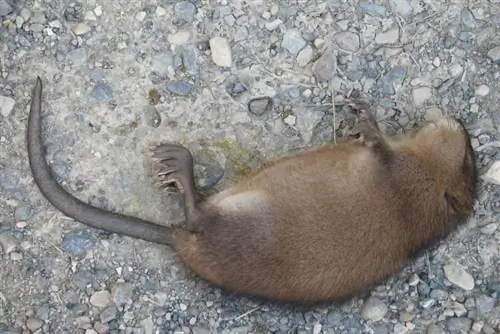 Marmotte morte sur le chemin de gravier