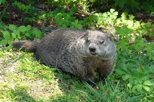 Il mio cane ha ucciso una marmotta! 10 consigli su cosa fare dopo