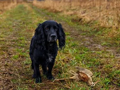 chien de chasse avec un oiseau tué au sol