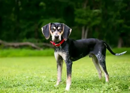 bluetick coonhound në bar