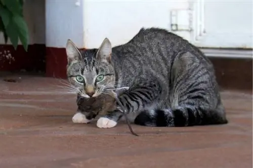 Nakapatay ng Daga ang Pusa Ko! 5 Mga Tip sa Kung Ano ang Susunod na Gawin