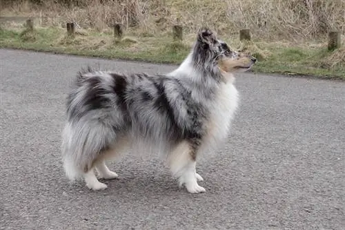 anjing gembala shetland merle biru berdiri di atas jalan