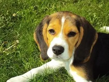 pies rasy beagle na trawie