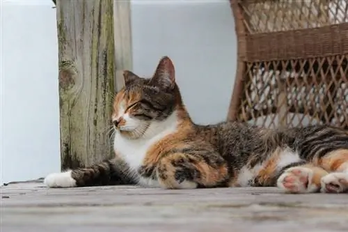 chat en plein air se reposant sur une terrasse en bois