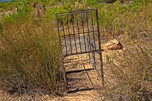 jaula trampa en la naturaleza