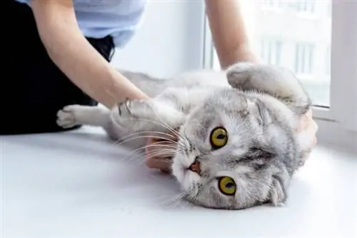 gato acostado siendo masajeado por el dueño