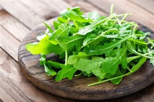 vars rucola blare