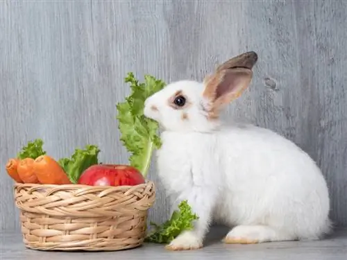 Quali frutti & Verdure possono mangiare i conigli domestici? 11 opzioni approvate dal veterinario