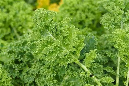 fulles de kale de prop