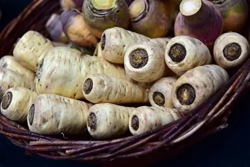 zaub parsnips