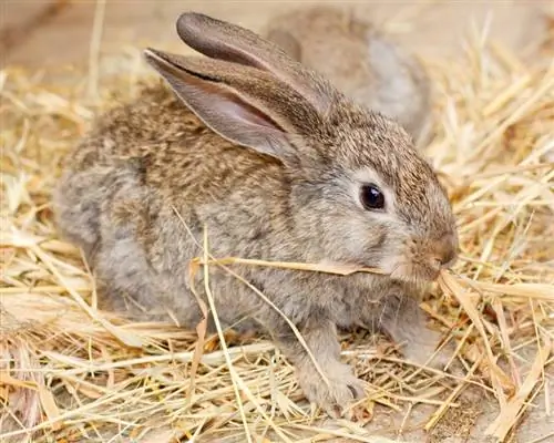 conejo comiendo heno