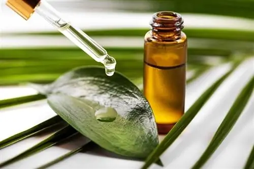 Je Tea Tree Oil toxický pre mačky? Udržujte svoju mačku v bezpečí