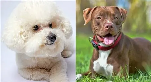 Bichon Pitbull Mix: Poze, Ghid de îngrijire, Temperament & Trăsături