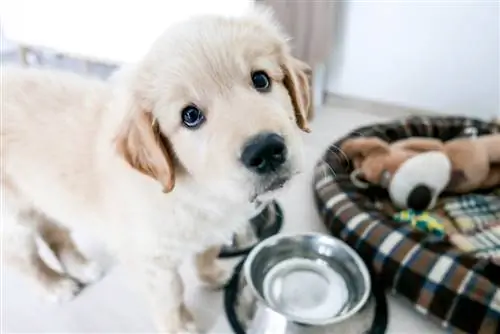 10 meilleurs aliments pour chiens pour les Golden Retrievers souffrant d'allergies en 2023 - Avis et meilleurs choix