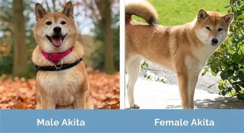 Uros vs naaras Akita Inu Dog vierekkäin