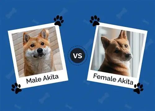 Akita Pria vs Wanita: Penjelasan Perbedaan (Dengan Gambar)