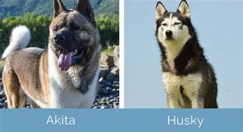 Akita vs Husky zij aan zij