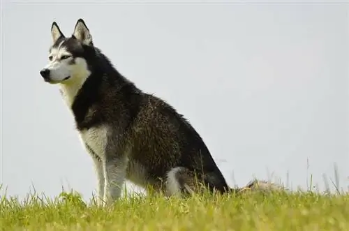 sibírsky husky