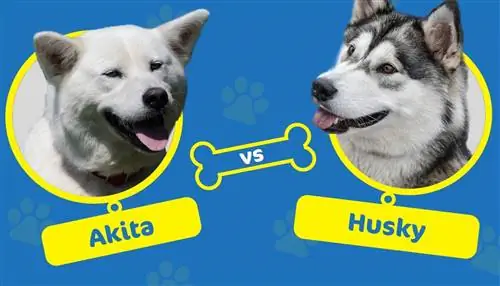 Akita vs. Husky: Aký je rozdiel?