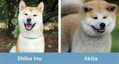 Shiba Inu kontra Akita obok siebie