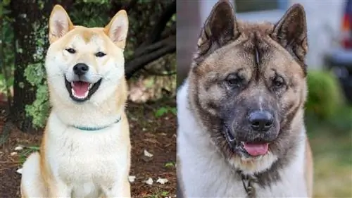 Akita gegen Shiba Inu