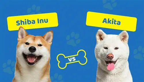 Shiba Inu vs Akita: Vad är skillnaden? (Med bilder)