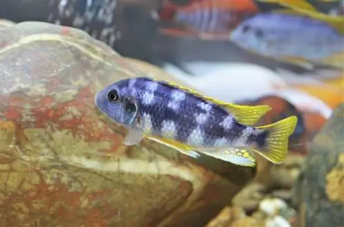 Mbuna cichlid di tangki ikan