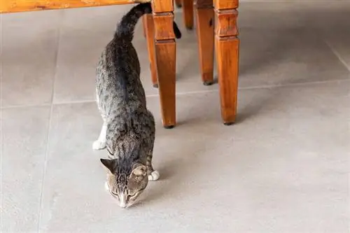 grå tabby katt snuser på gulvet