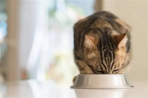 Bellissimo gatto felino che mangia su una ciotola di metallo